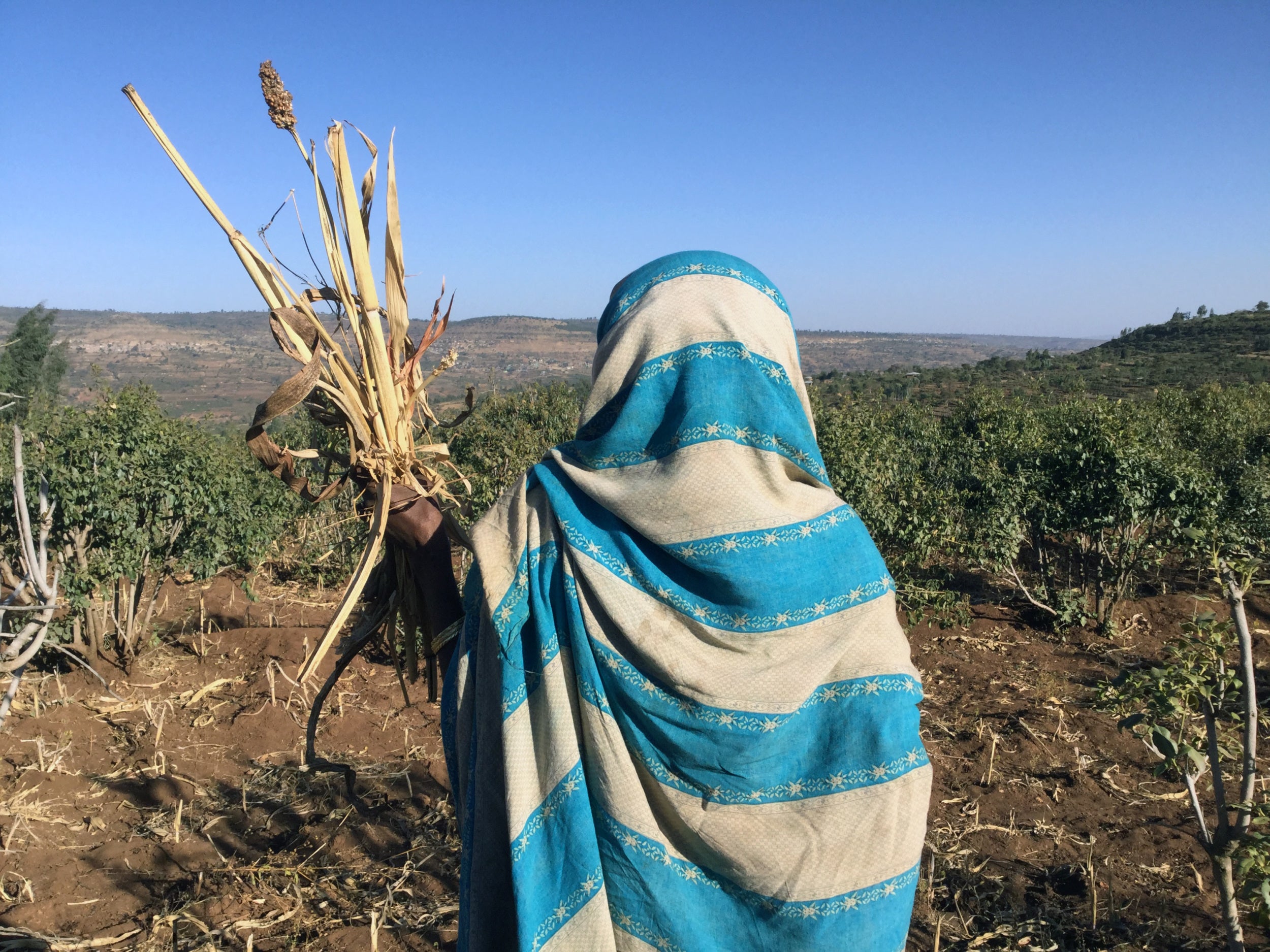 Amina Ame Usman avalia seus campos de sorgo e o impacto da seca em seu sustento. Fotos: JackyHabib / CARE