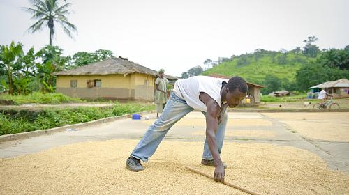 Hawa Koroma está espalhando sua safra de arroz em cima de lajes de concreto para secar em Nafaie, Serra Leoa. A CARE tem executado o programa de agricultura sustentável SaDEV em Nafaie desde 2009. (2012 CARE / Miguel Samper)