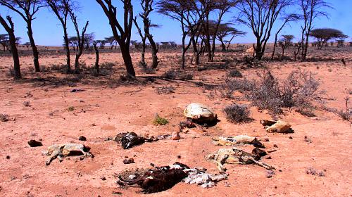Dead livestock scattered on the road near Shimbiraale village of Sanaag region of Somalia. Credit: CARE