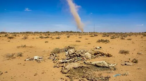 Dead animals piled for burning outside the boundary of Xaaxi as a dust devil passes through the town in central Somaliland, the self-declared independent state in northwest Somalia. CARE/Georgina Goodwin
