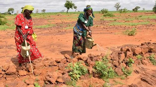 Un groupe de femmes du village de Lawaye Hayi Himo, au Niger, cultive du mil et des arachides. Ils utilisent une technique d'irrigation consistant à creuser des trous et à les garnir de compost pour recueillir l'eau de pluie. Crédit: CARE