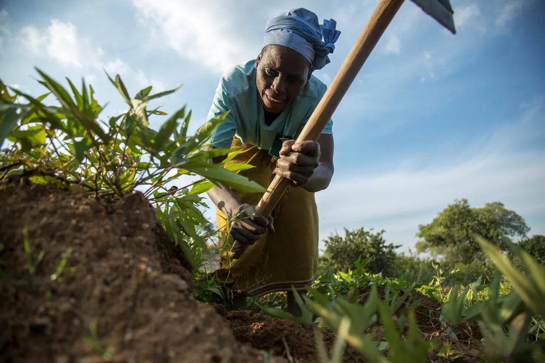 A woman uses a garden tool to dig in a green field of crops.