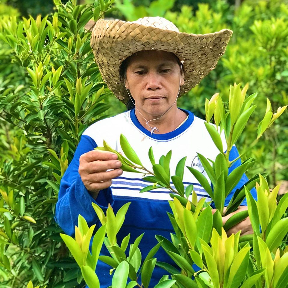 Uma mulher com um chapéu de palha colhe folhas em uma plantação.