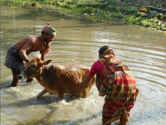 A topless man and a woman wearing a colorful piece of cloth are washing a cow in a pond.