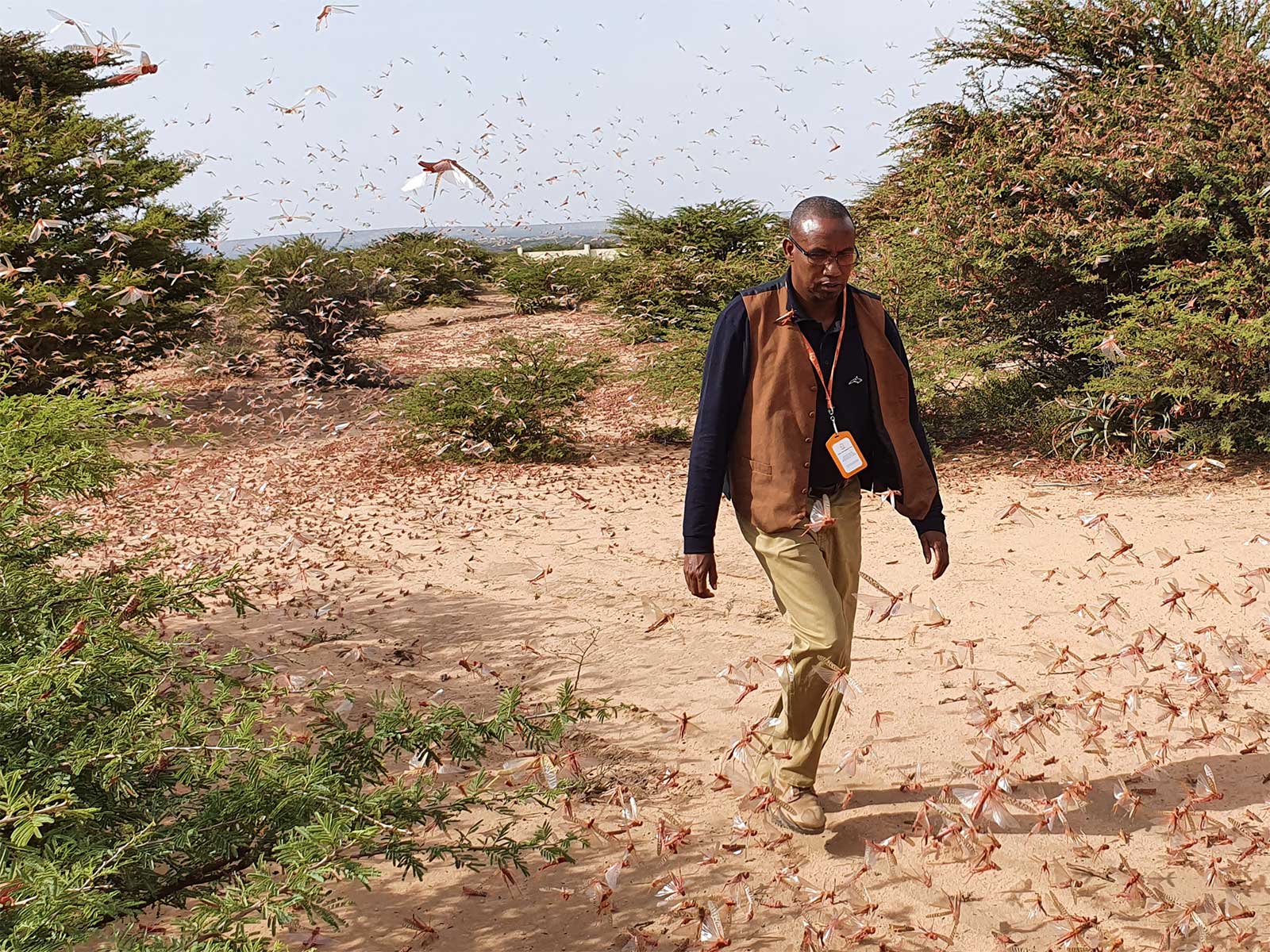 A man walks down a sandy path as locusts swarm around him.