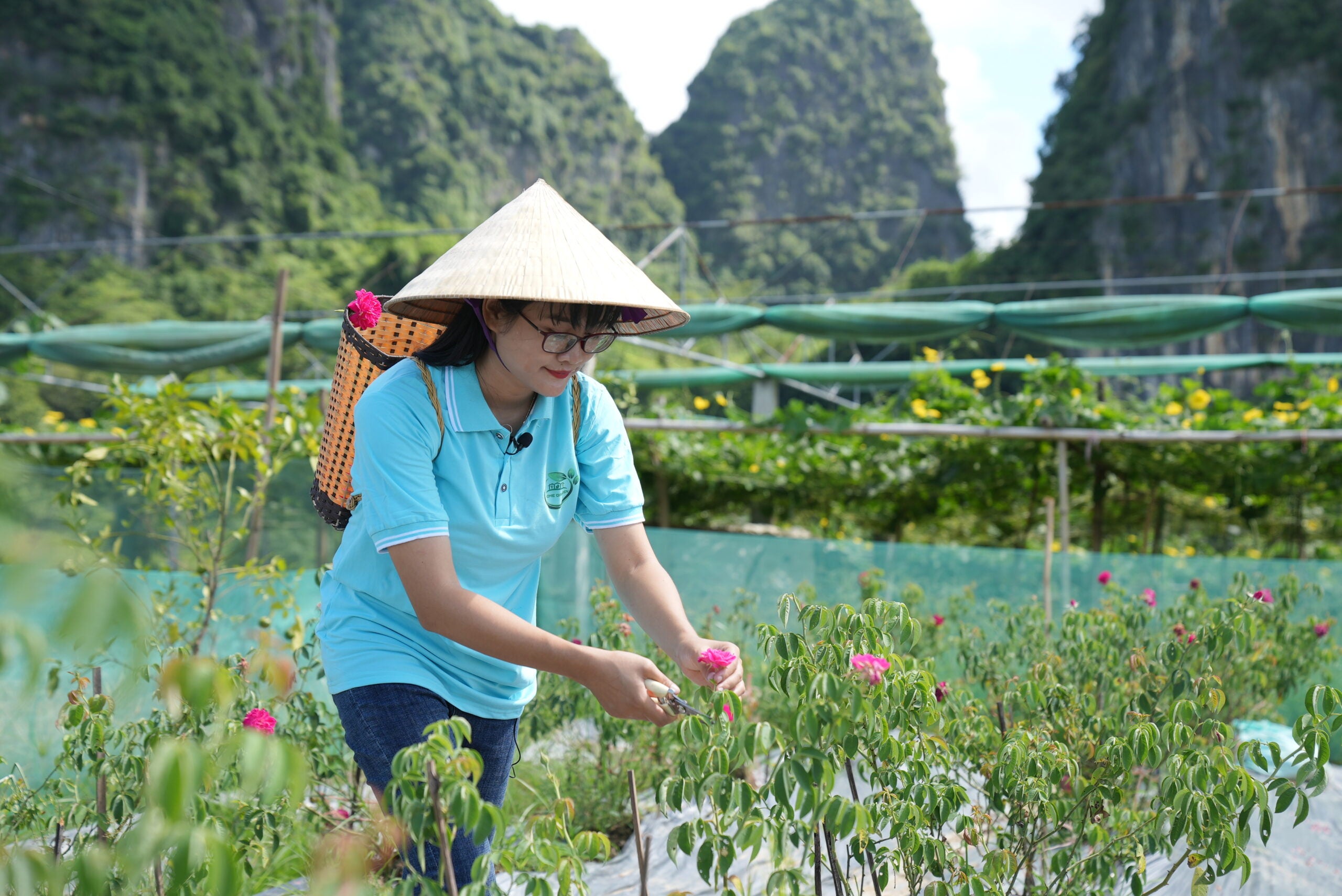 A young Viet woman wearing a light blue collared shirt and a conical hat picks flowers