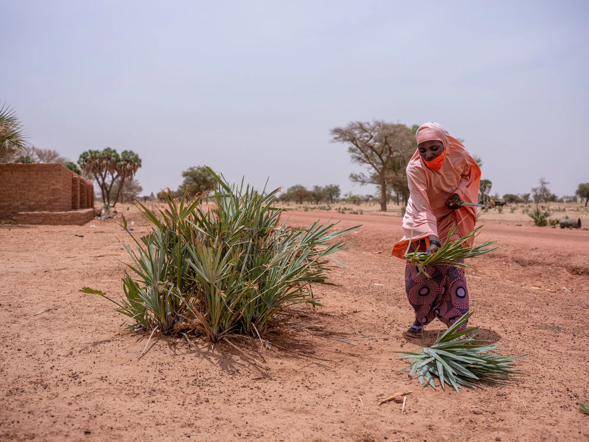 Una mujer de Níger cosecha hojas de una planta con una herramienta.