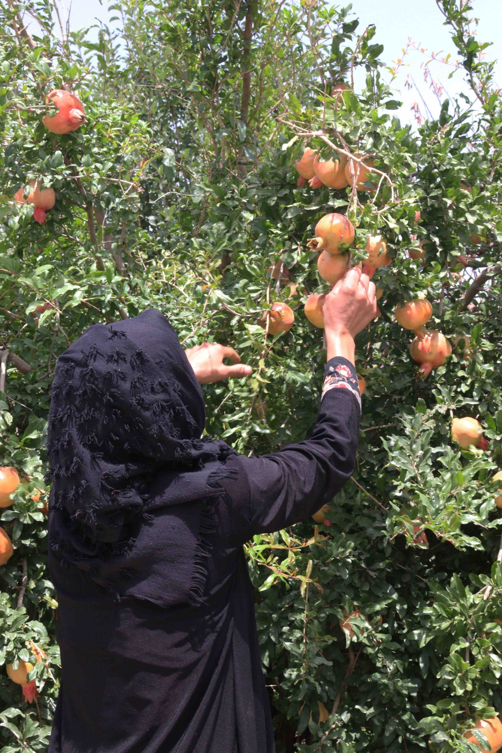 Photo d'une femme récoltant des fruits