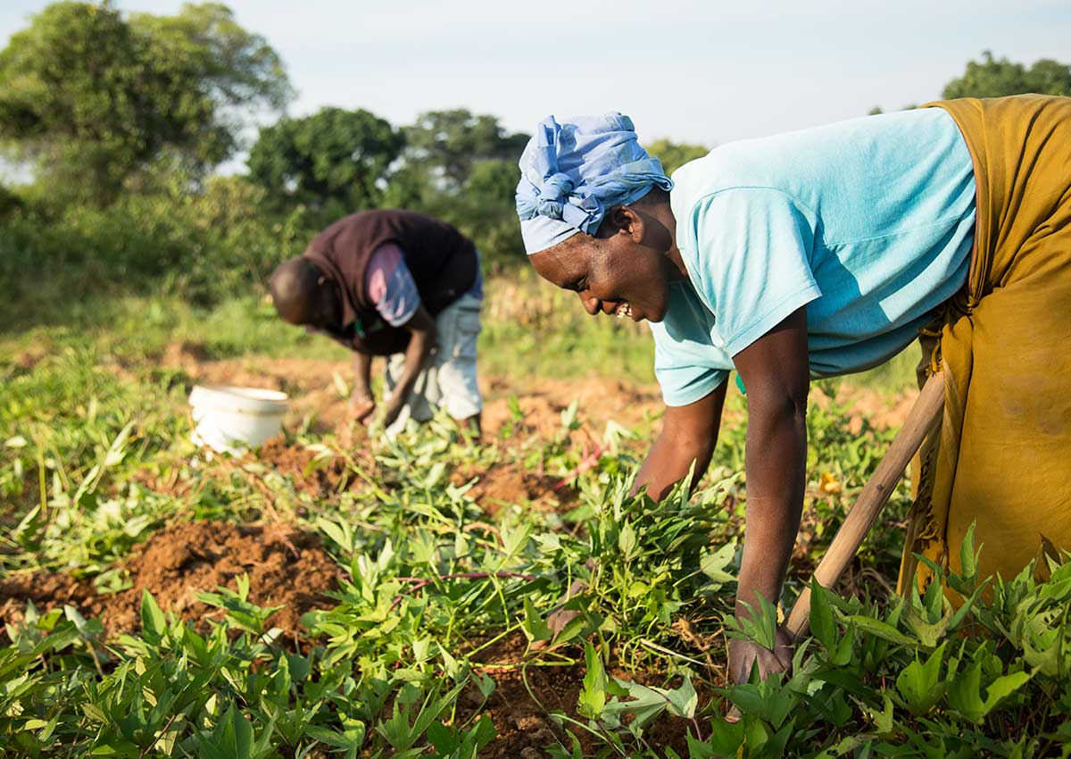 An African man and woman bend over to tend to crops in a field. The woman, who is in the foreground, is smiling.