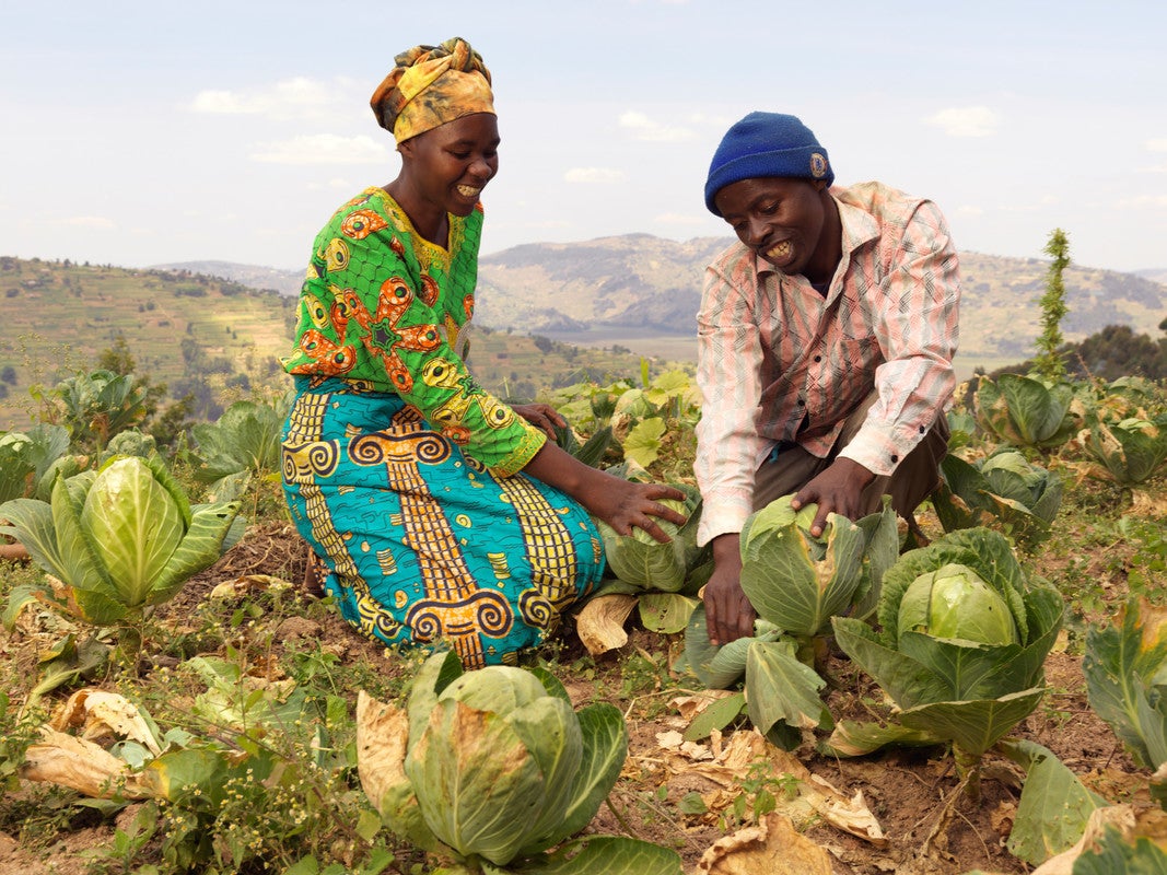 A Rwandan man and woman smile while kneeling next to each other in a field to inspect cabbages.