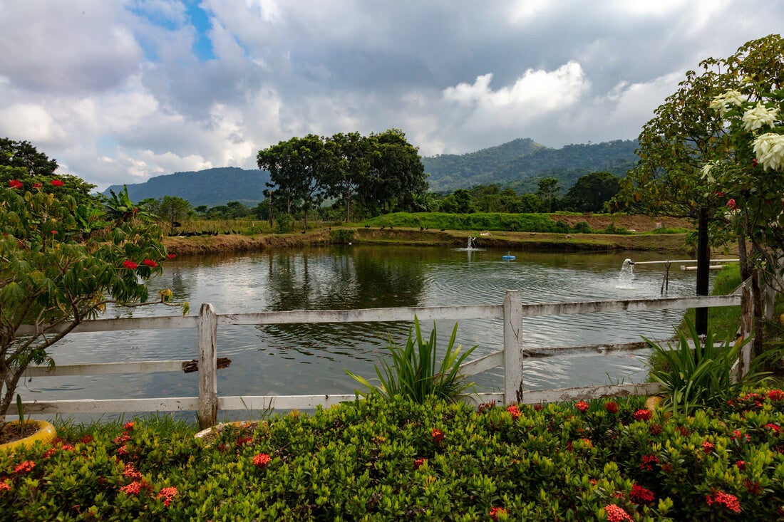 Scenic photo of one of the growing ponds at El Achotal Aquaculture Association.
