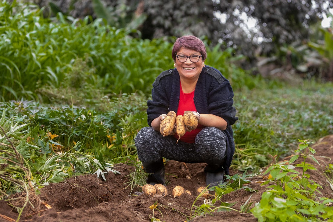A Peruvian woman with short hair kneels down in a field and holds up a bundle of large potatoes.