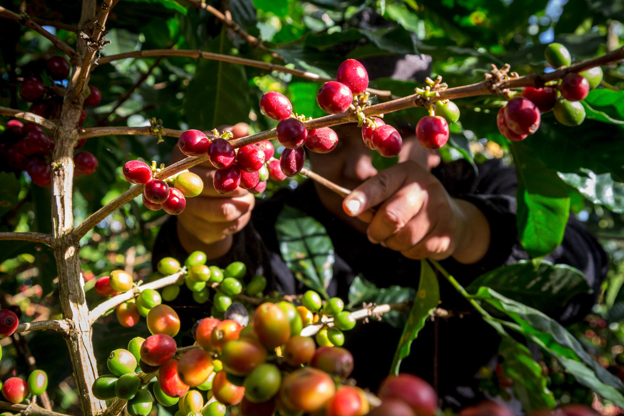 Growing coffee plant in the foreground, woman in the background with hands on plant