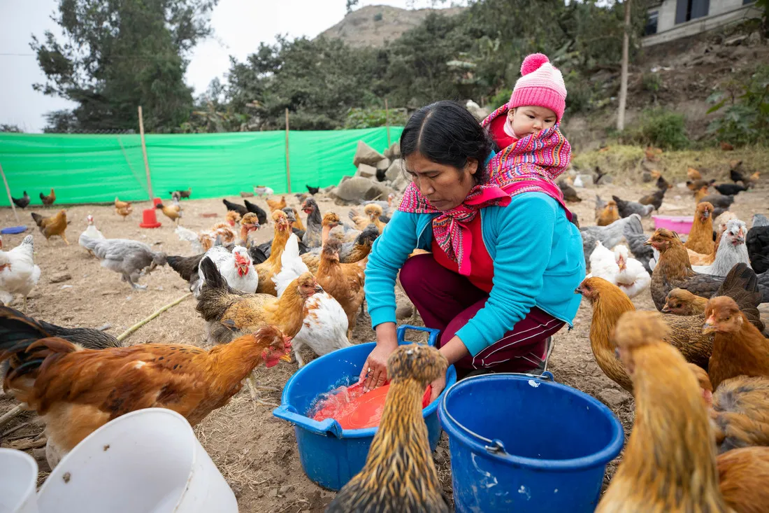 A Peruvian woman, with her baby strapped to her back, kneels down in a field of chickens.
