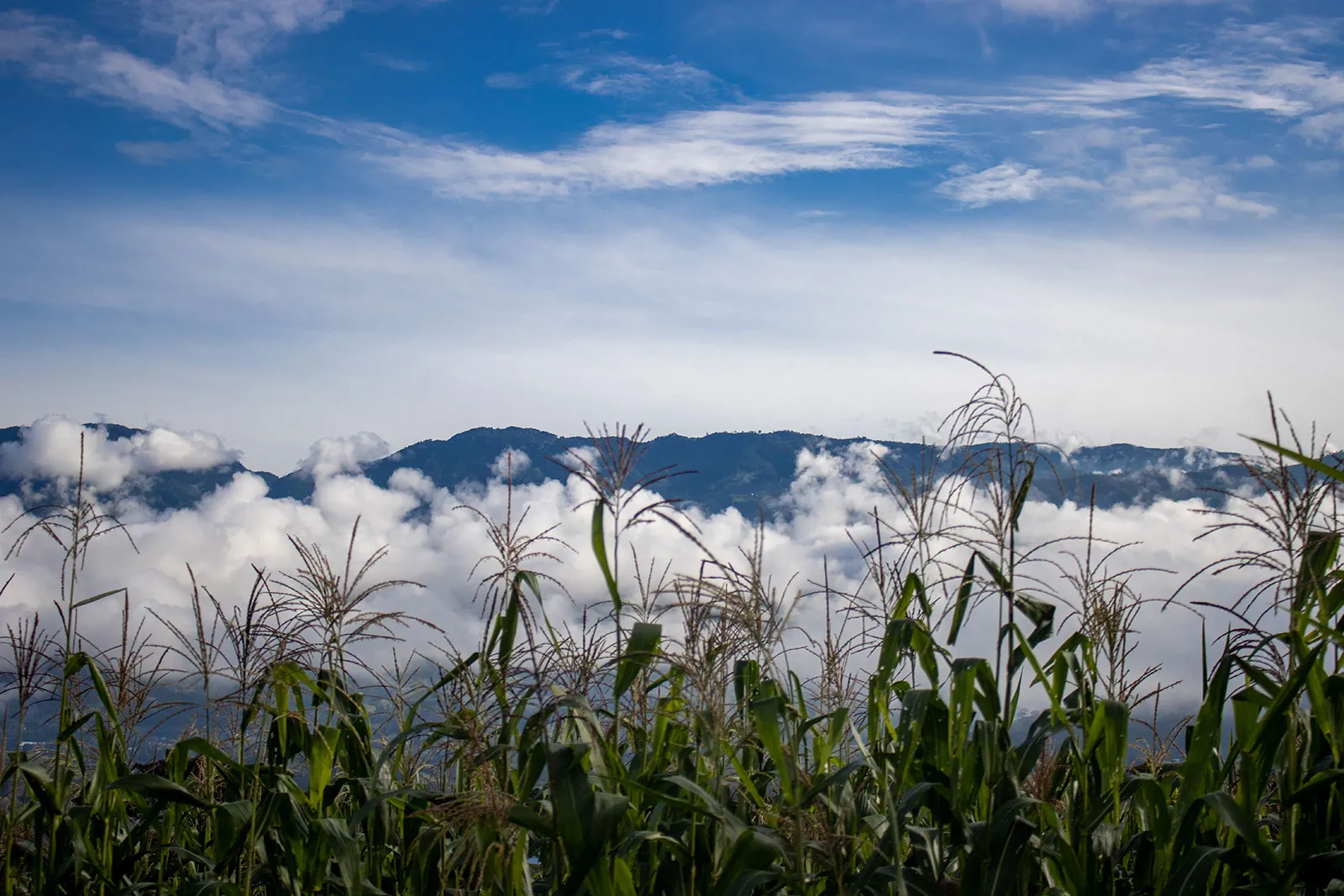 A landscape shot of a field of crops in front of a misty mountain covered by large white clouds.