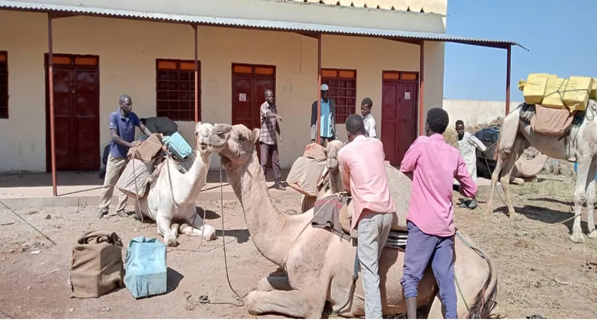 Image of camels being loaded with supplies