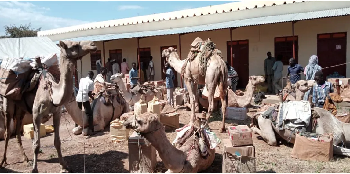 Image of camels surrounded by boxes of supplies