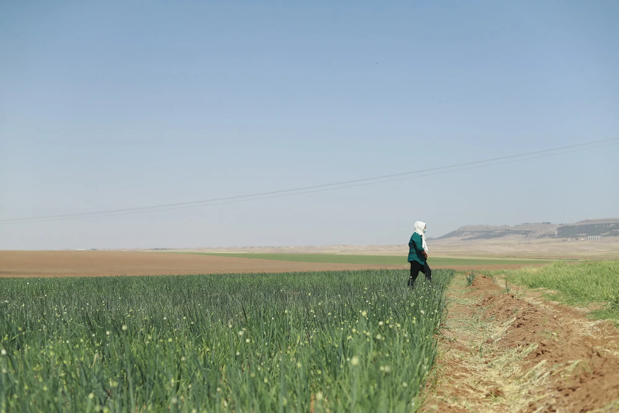 Photo shows a Syrian woman standing on her own farmland, looking at the horizon.