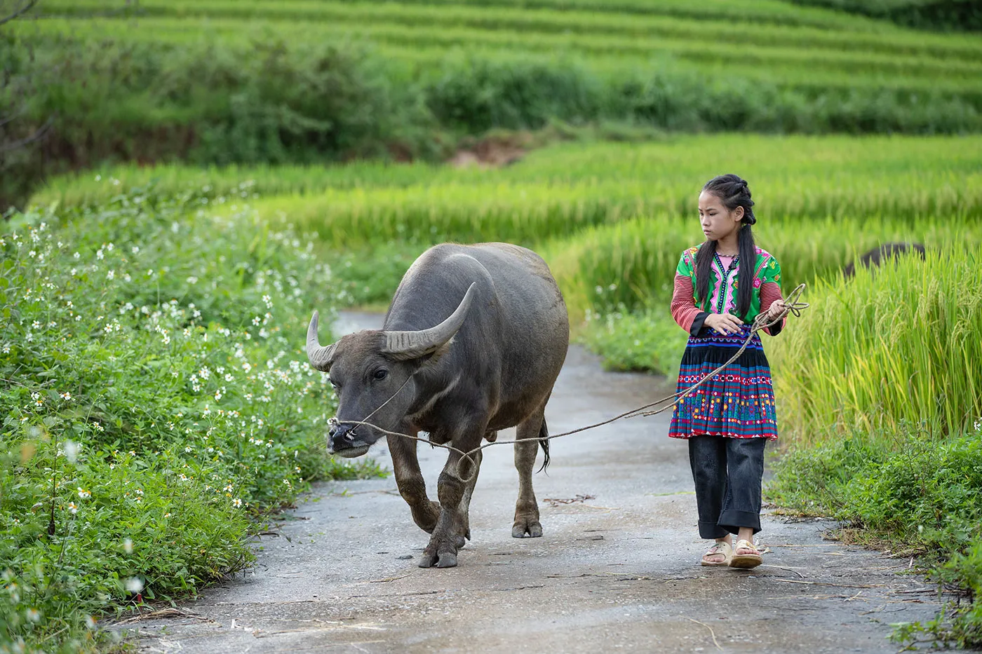 A young Cambodian girl walks with a cow.