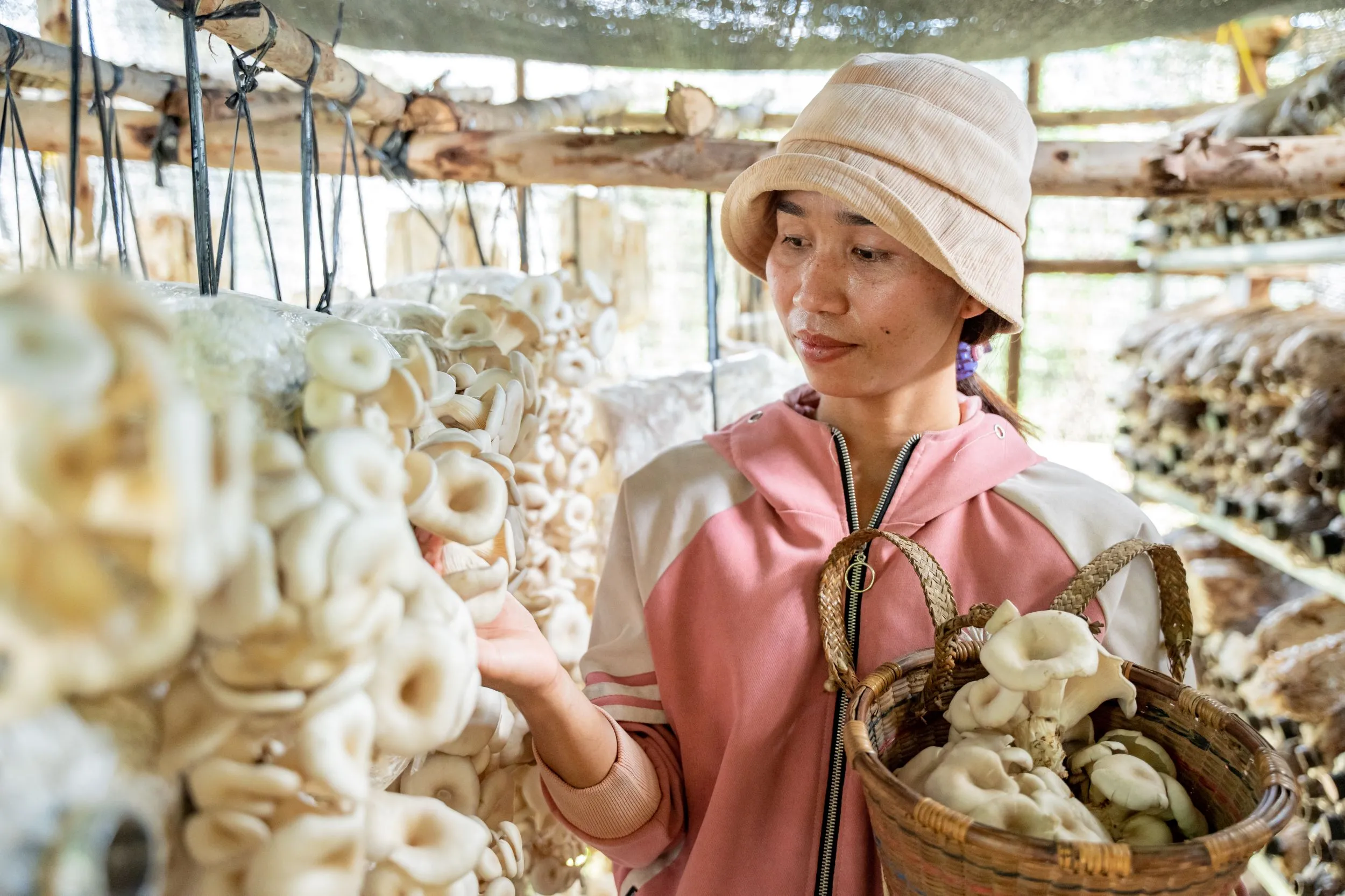 A Vietnamese woman wearing a bucket hat and a pink jacket, who is a VSLA member, examines a crop of freshly grown mushrooms. She holds a woven basket containing her harvest, showcasing her successful small business.
