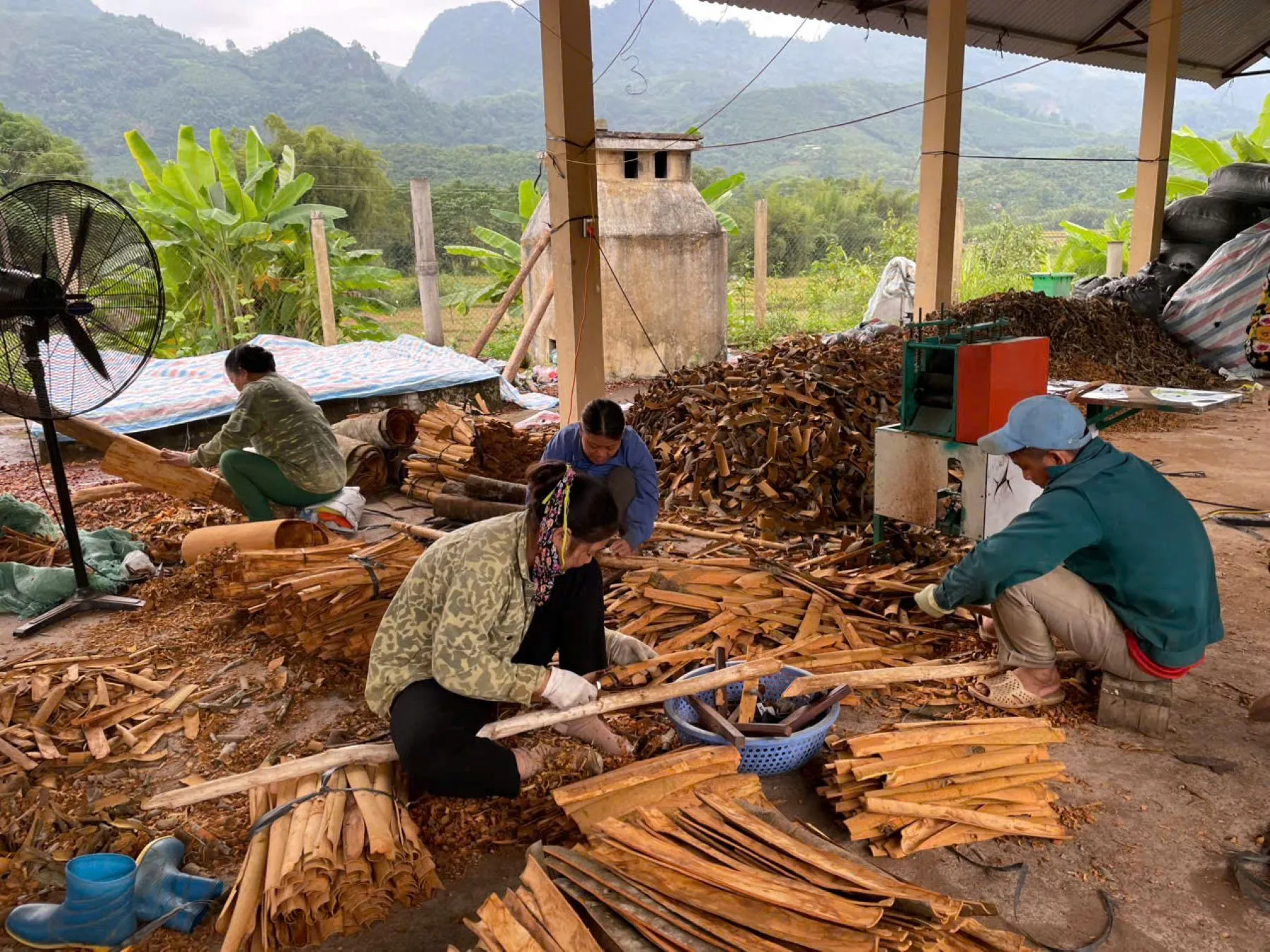 Members of a cinnamon cooperative in rural Vietnam process cinnamon bark by hand and with machinery in an open-air facility surrounded by forested mountains.