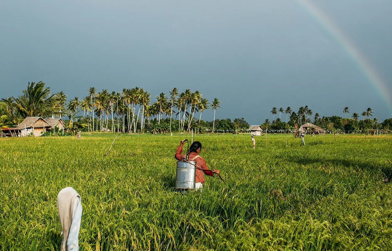 A woman in the Philippines walks through a field with a watering tool.