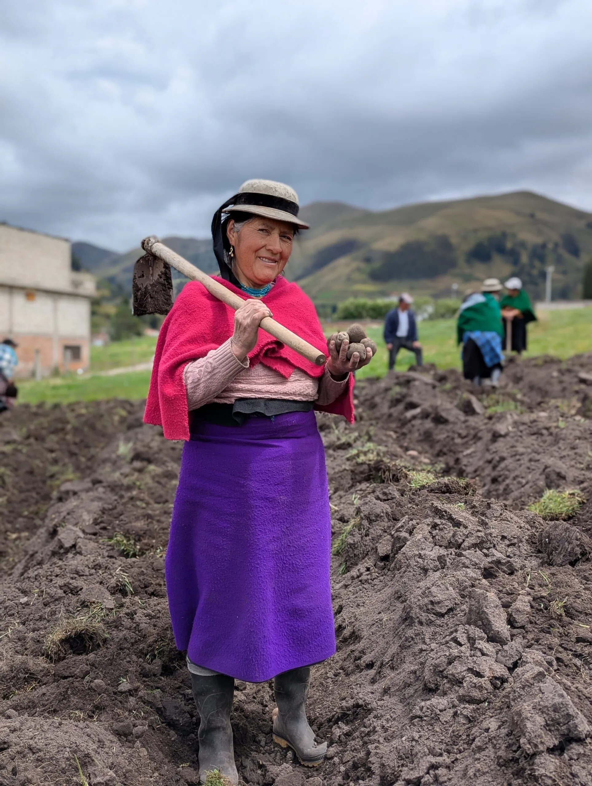 An indigenous woman farmer in a vibrant purple skirt holds a hoe and native potatoes in San Juan, Ecuador.