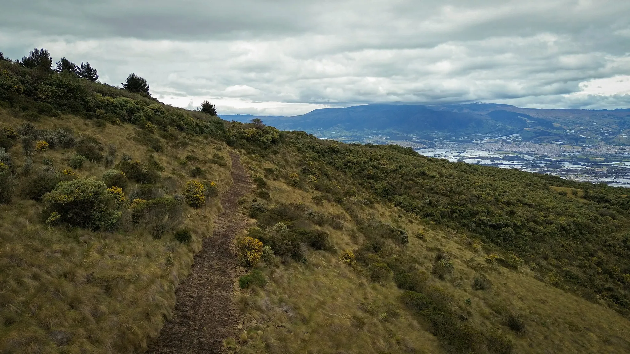 Wide view of the páramo with a strip of bare earth forming a firebreak, and white plastic rose greenhouses visible far below in the valley.