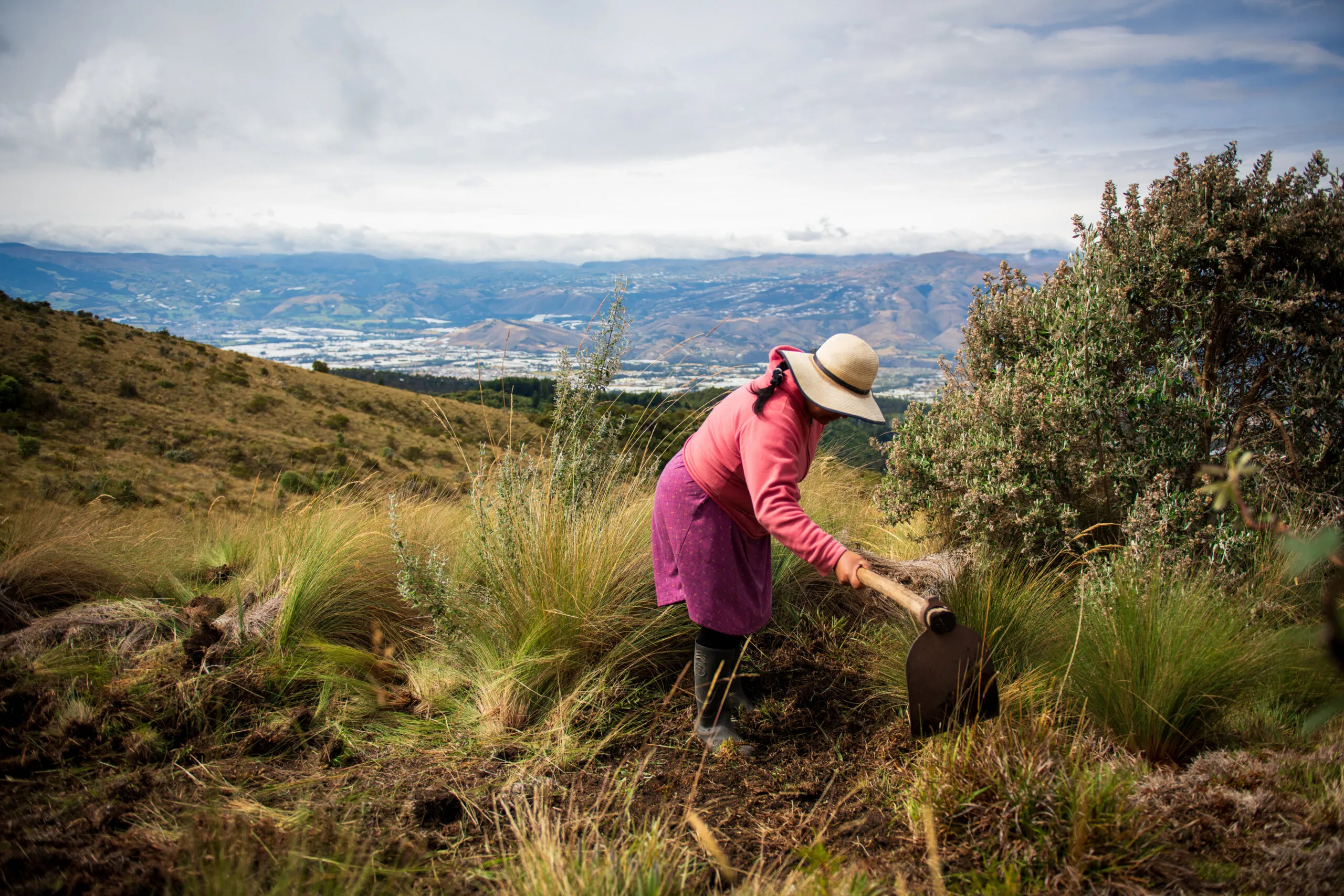 A woman in a pink jacket uses a broad-headed hoe to cut vegetation in the páramo, with white plastic greenhouses visible in the background.