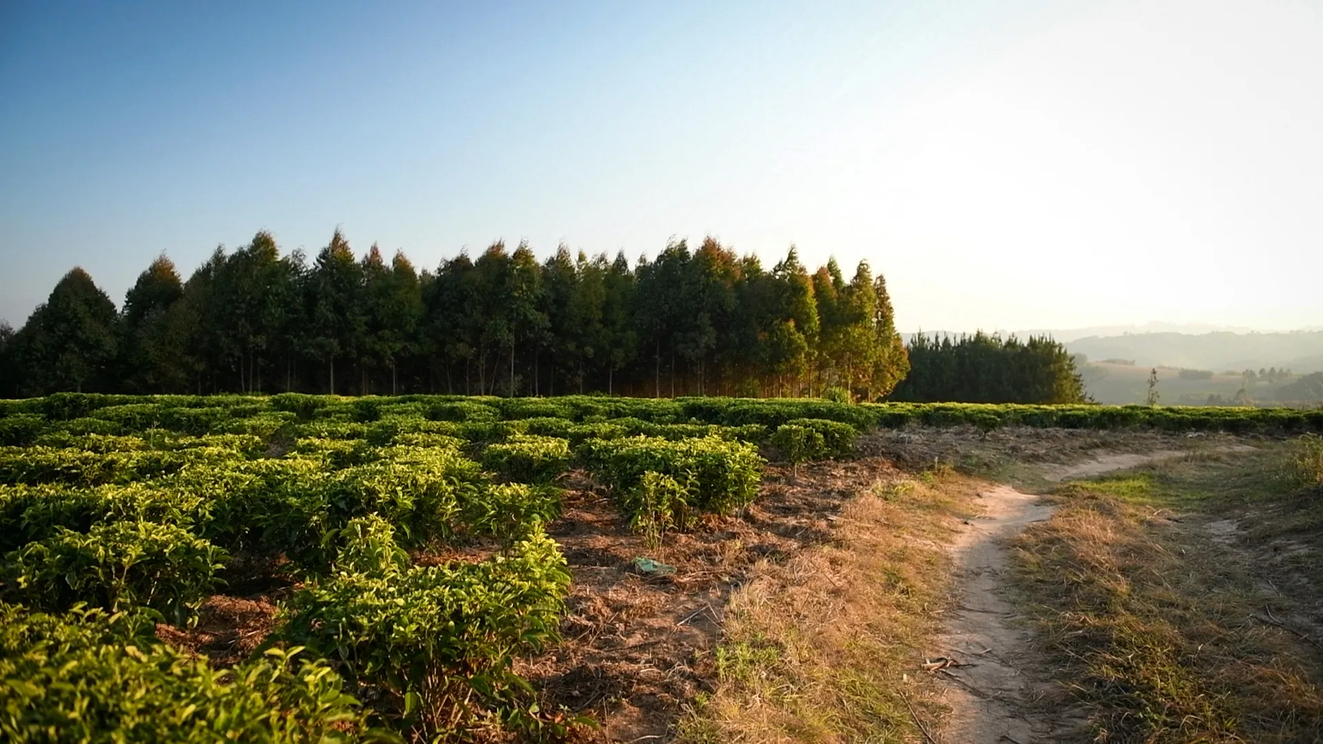 Green tea fields in Tanzania’s Iringa Region at sunrise or sunset, with a timber plantation visible in the distance.