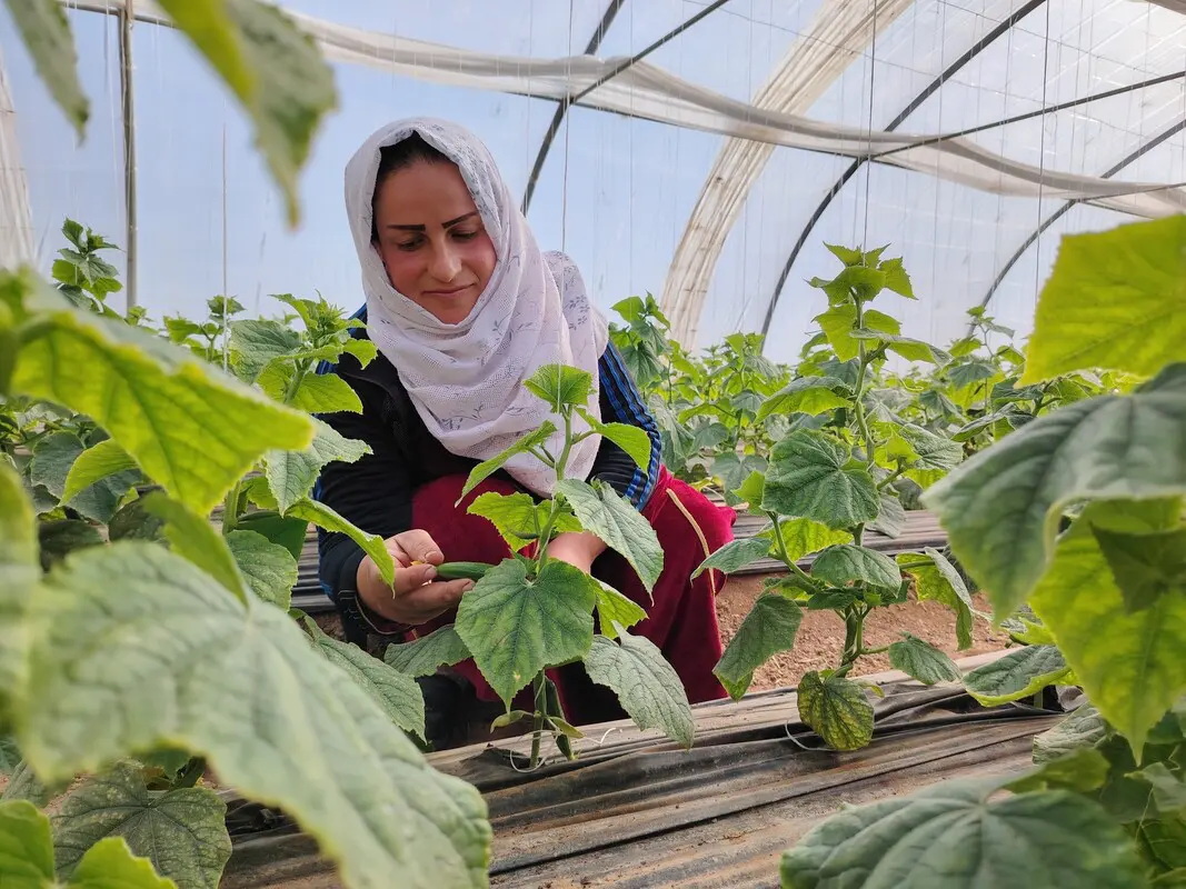 A woman smiles while checking on a plant in a greenhouse.