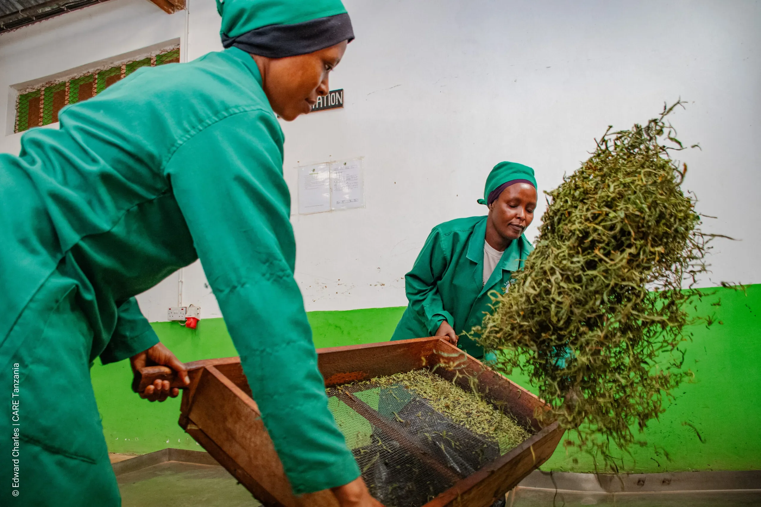 Two women processing tea leaves inside a factory