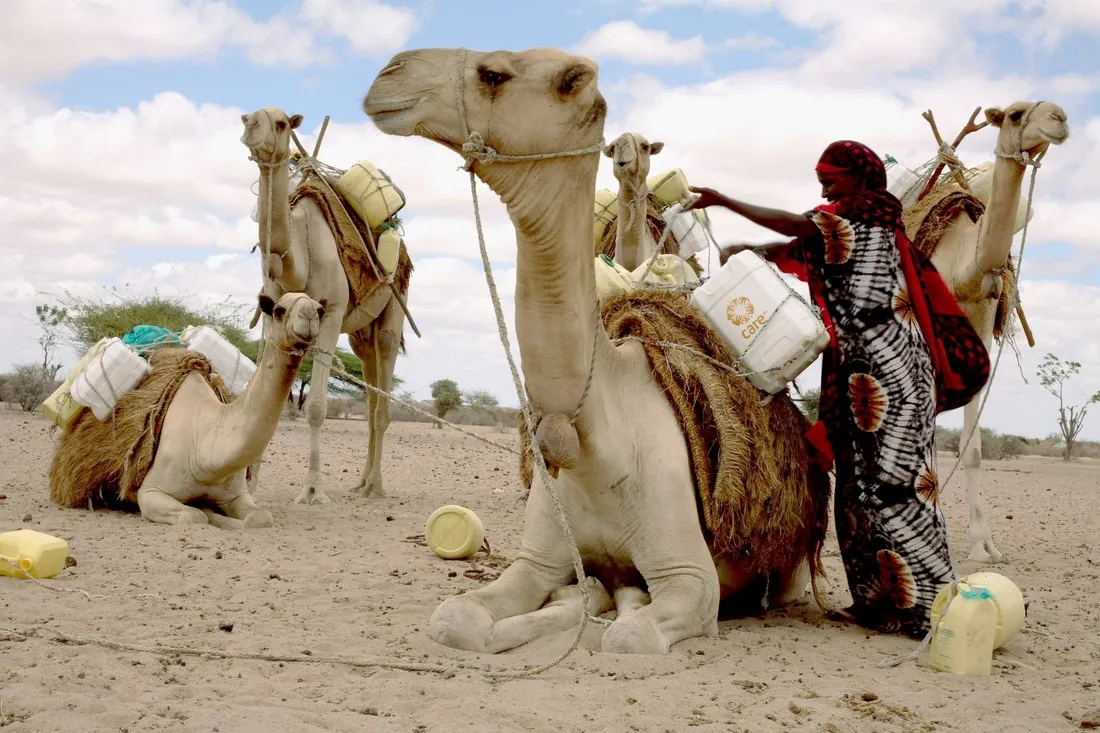 A woman loads her camels with water in large jugs.