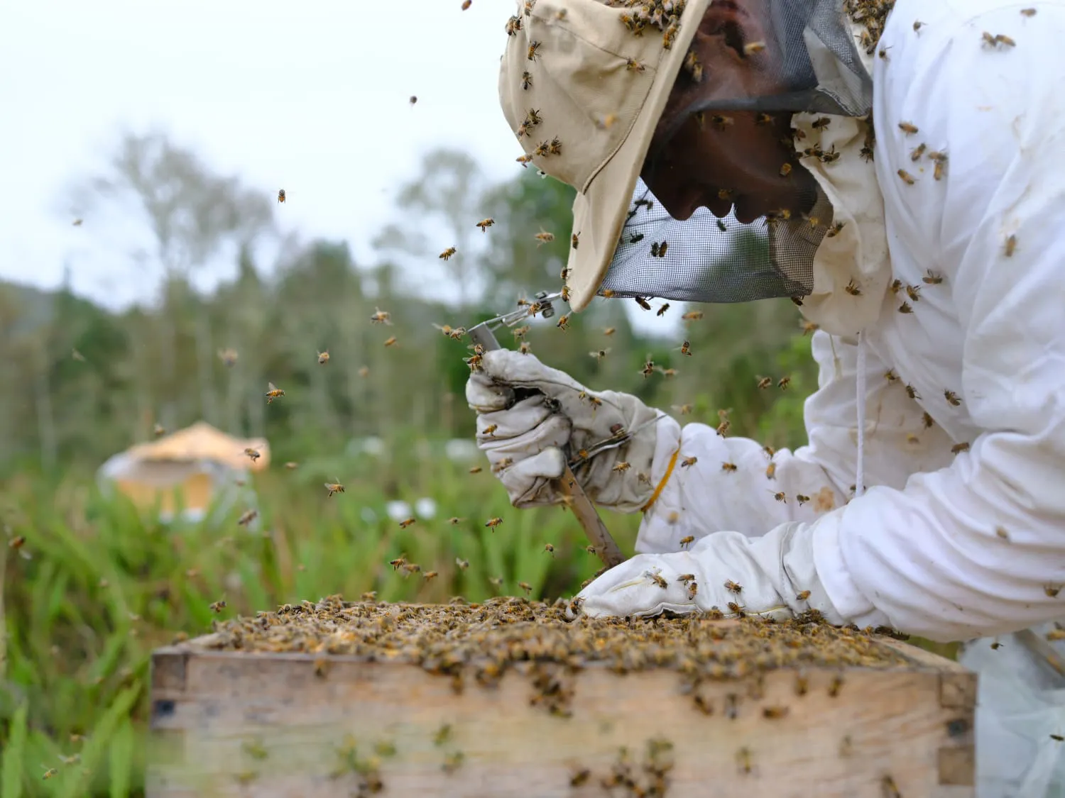A man wearing a bee suit, covered in bees, inspects a hive.