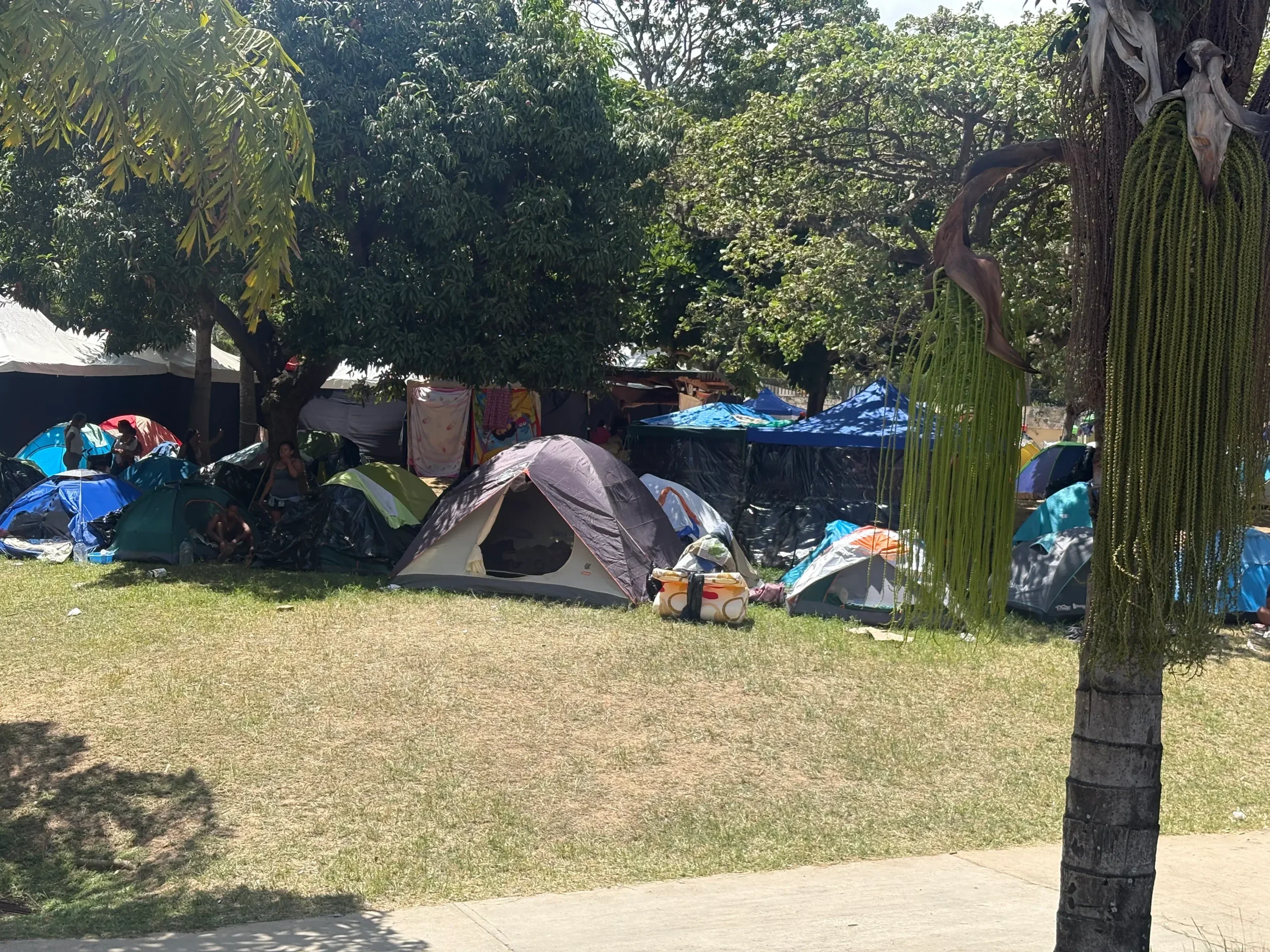 A group of tents huddled together underneath some trees.