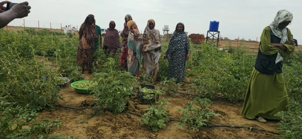 A group of women in South Kordofan, Sudan, wearing patterned headscarves standing in an agricultural field near harvested crops placed in plastic basins and crates.