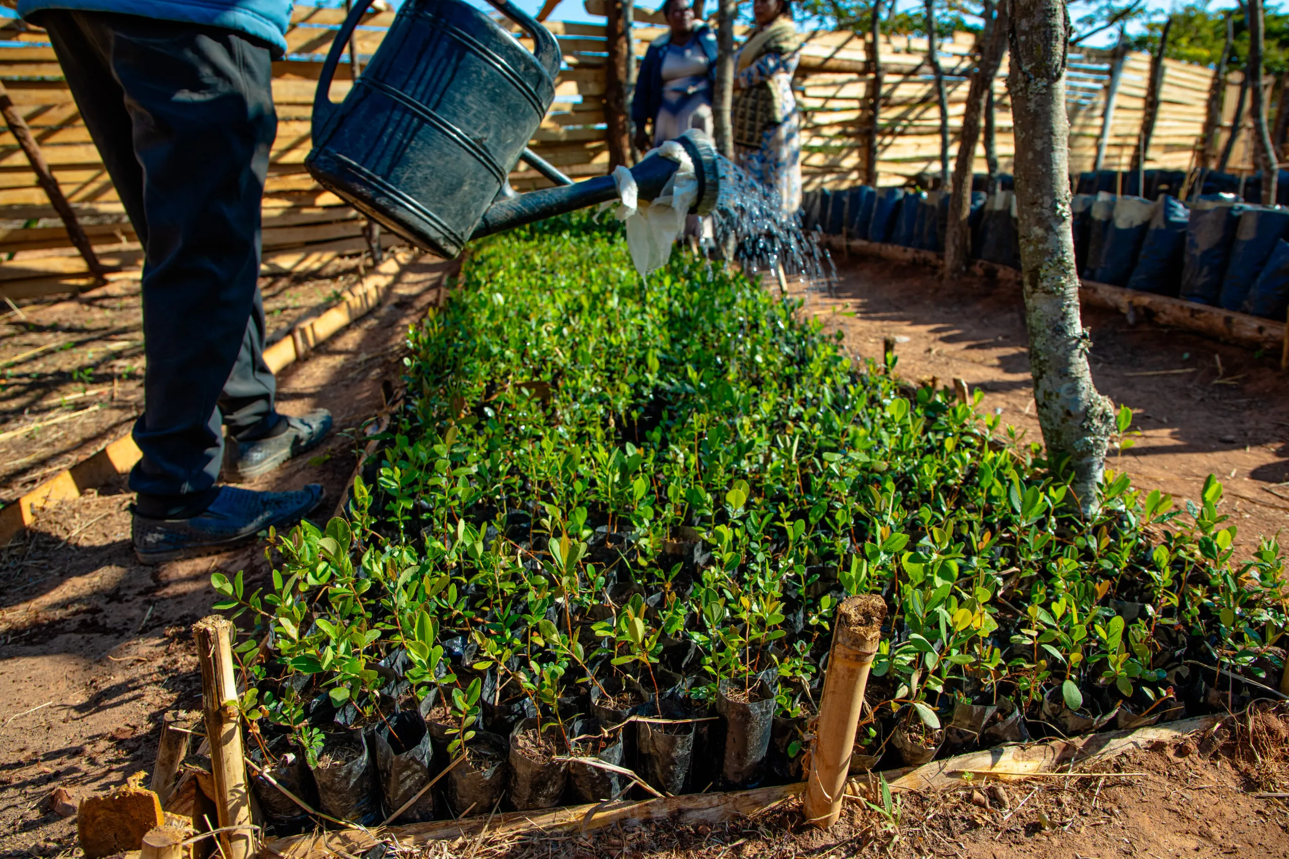 Close-up of plant seedlings being watered.