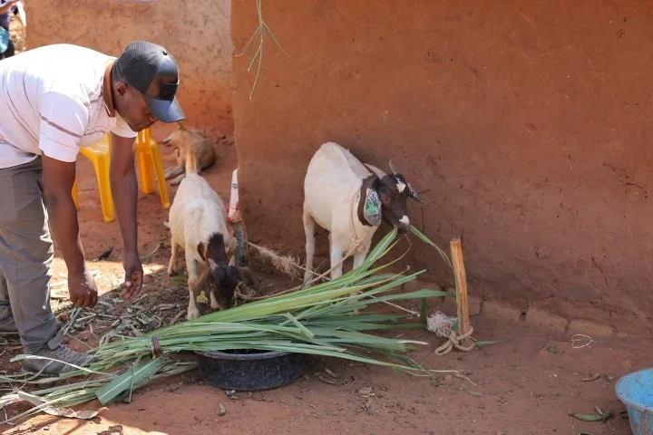 A refugee man in a cap and light shirt leans forward to feed two goats with bundles of green grass outside a mud-walled home at Nakivale refugee settlement in Uganda.
