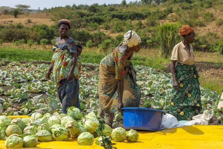 Three refugee women from Nakivale settlement in Uganda sort freshly harvested cabbages on a yellow tarpaulin in a large cabbage field, with green hills visible in the background.